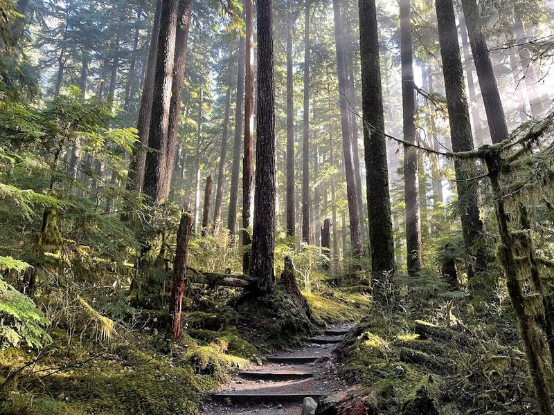 Old-Growth Forest And The Scenery 