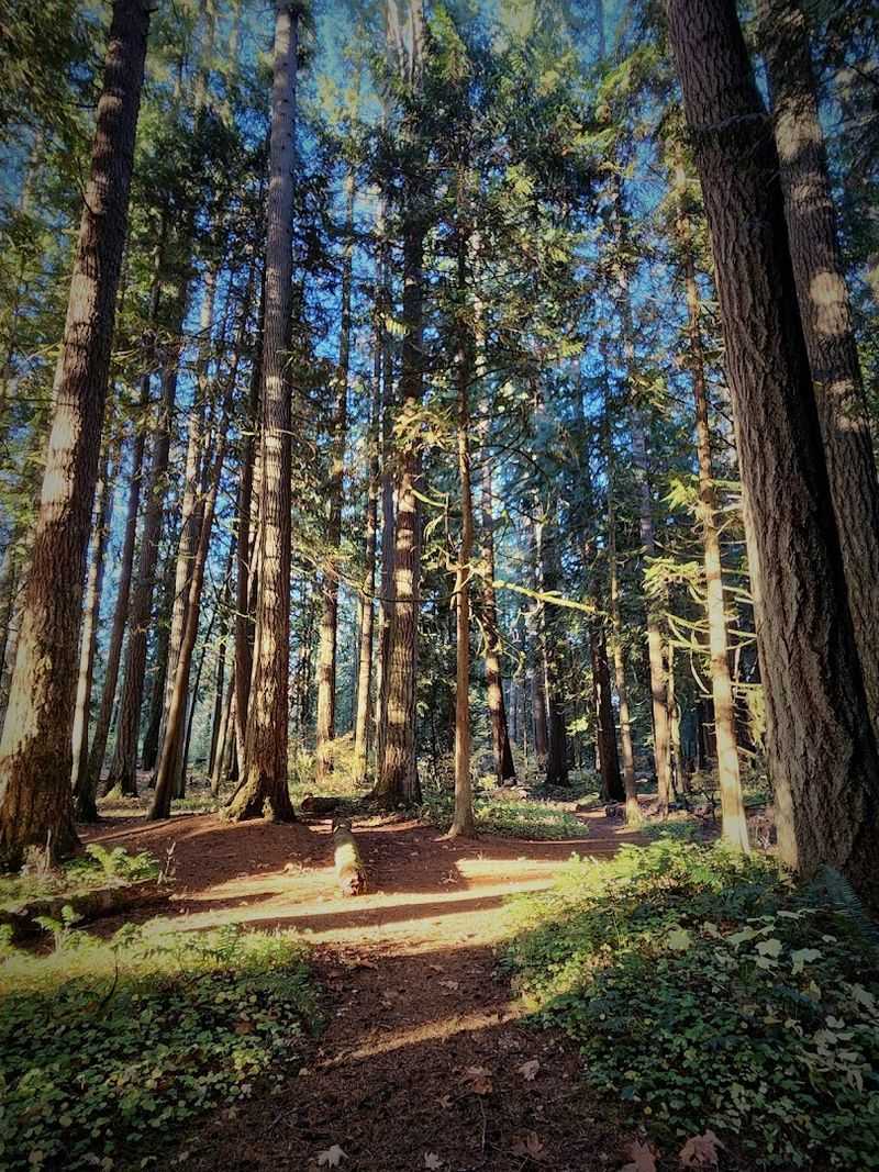 Old-Growth Giants: The Forest That Survived