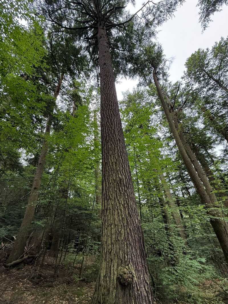Old-Growth Hemlocks Line The Trails And Create A Cathedral-Like Canopy