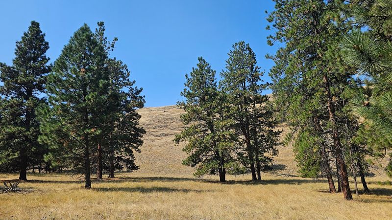 Old-Growth Ponderosa Pine Forests