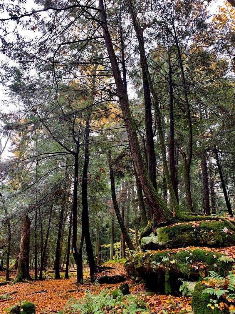 Old-Growth Trees That Have Stood For Centuries Old-Growth Trees That Have Stood For Centuries