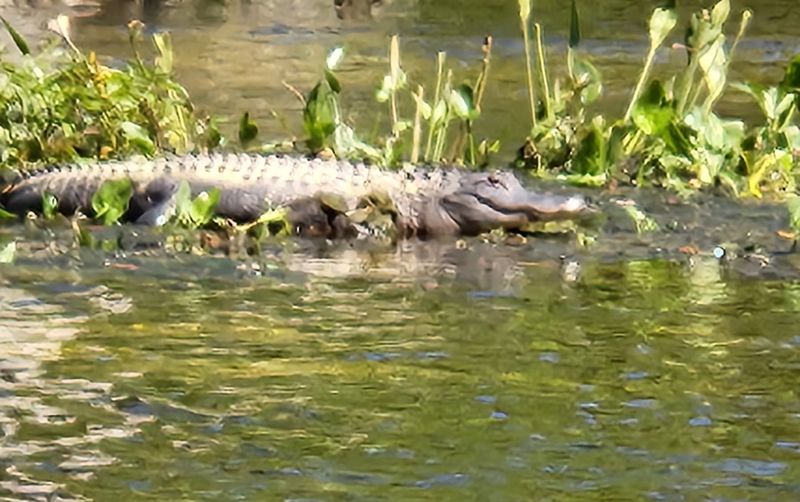Old Joe, The Legendary Gator Old Joe, The Legendary Gator