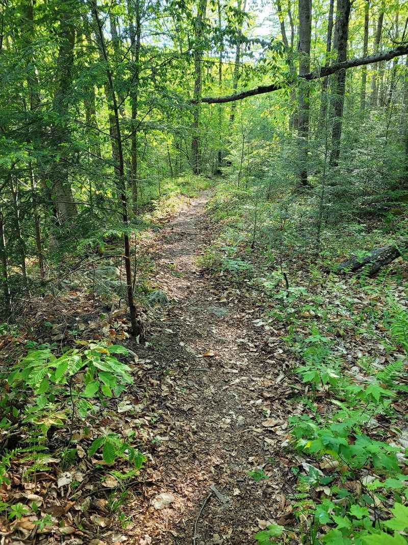 Old Logger's Path, Loyalsock State Forest
