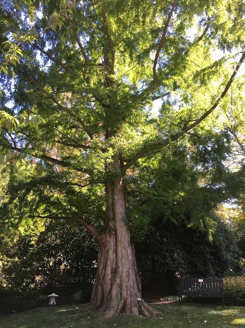 Old Trees That Steal The Show