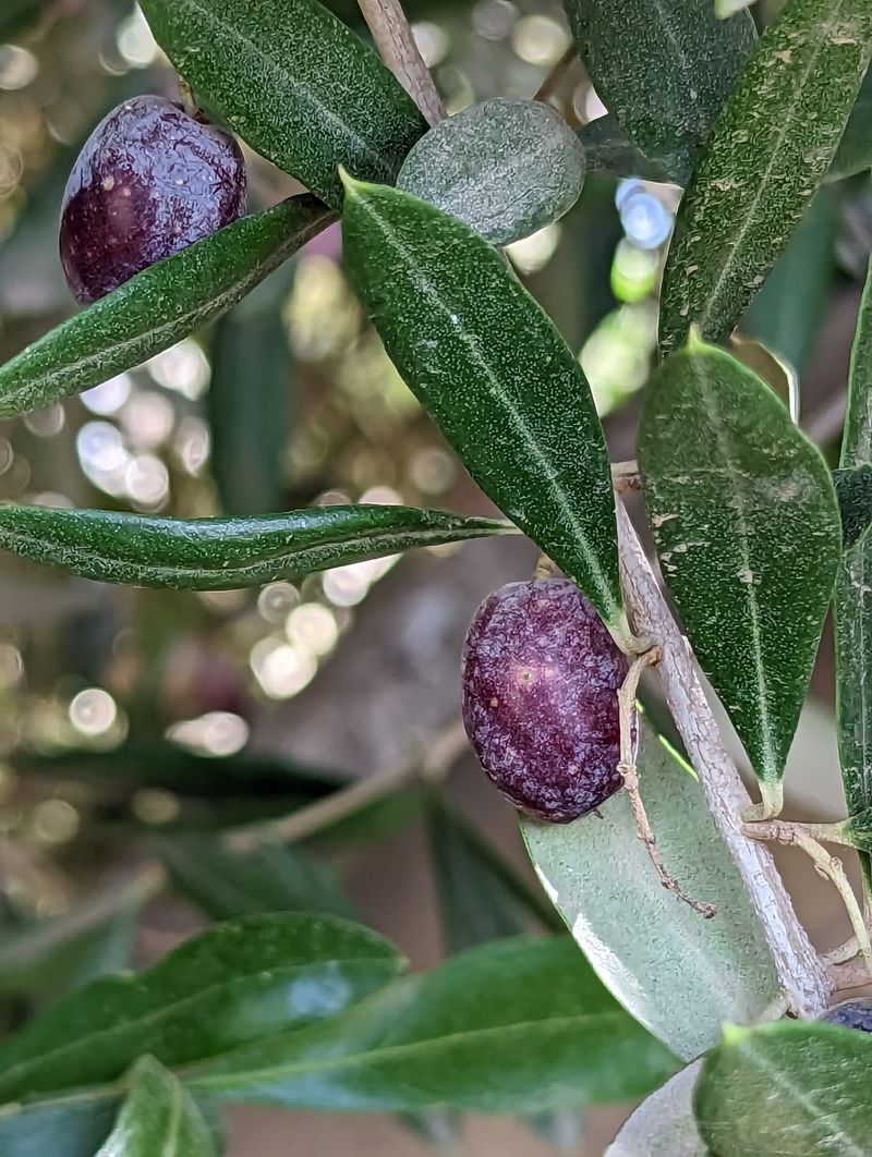 Olive Oil 101 Turns Curious Snackers Into Tiny Experts