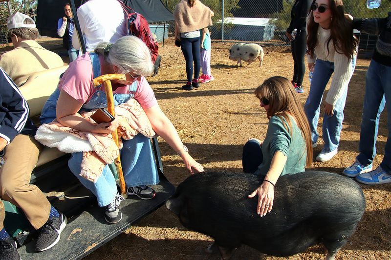 Oliver And The Pigs