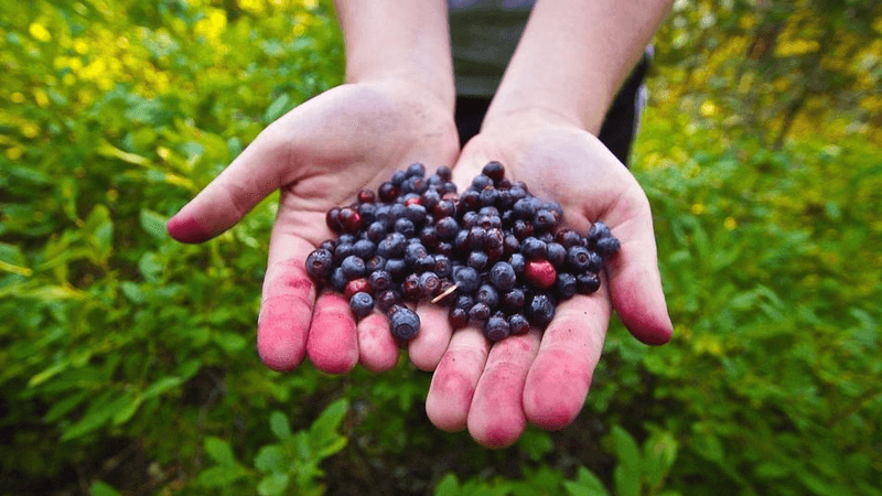 Huckleberry Anything