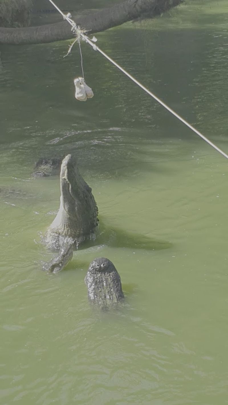 On-Site Food Options Include Gator Bites And Safari Slushies