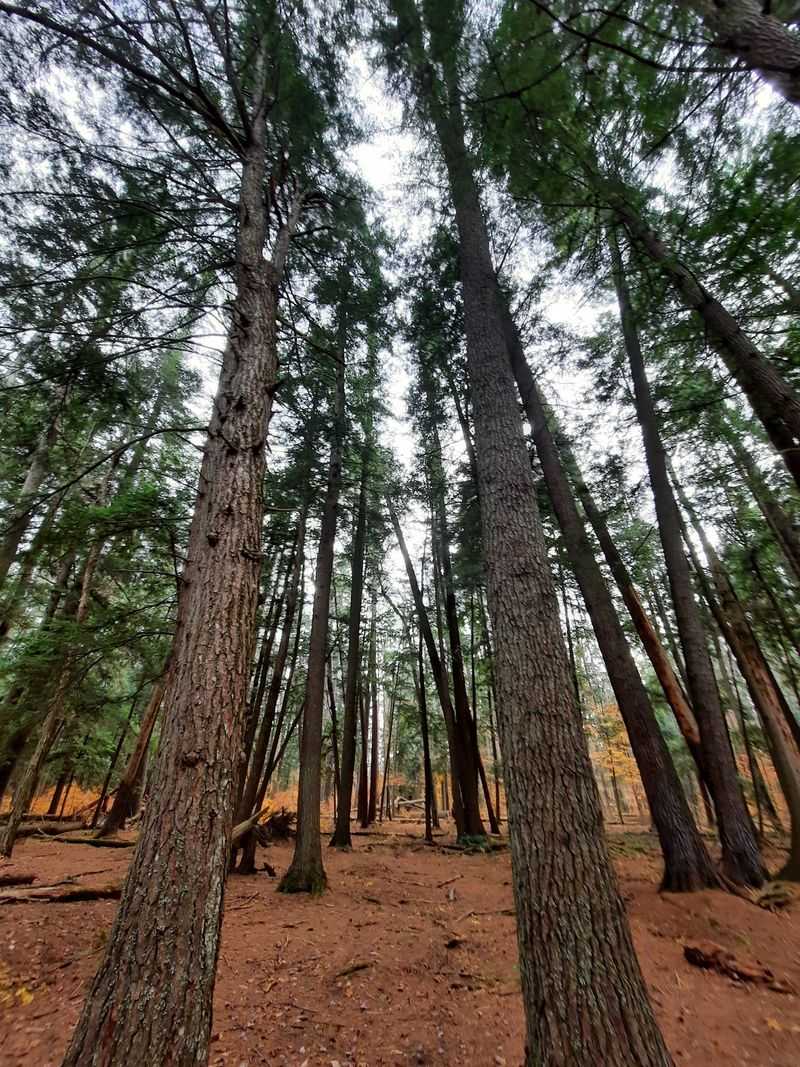 One Gift Preserved A Rare Forest One Gift Preserved A Rare Forest