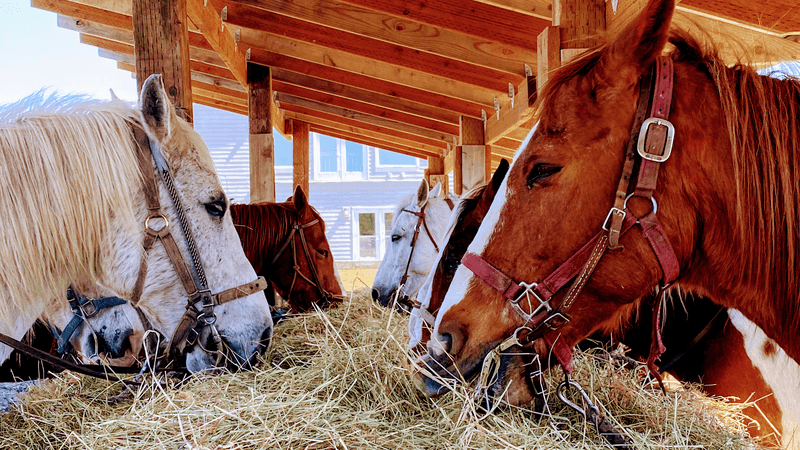 One Hour Or Two? The Great Saddle Debate
