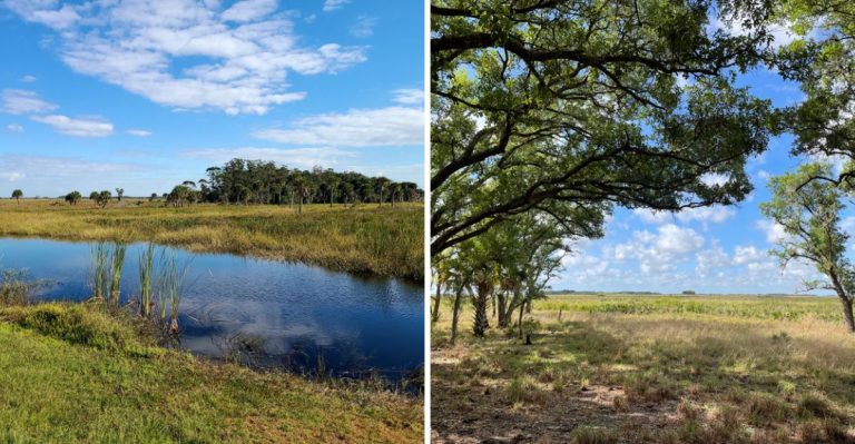 One Of America’s Best Stargazing Spots Hides In This Florida State Park