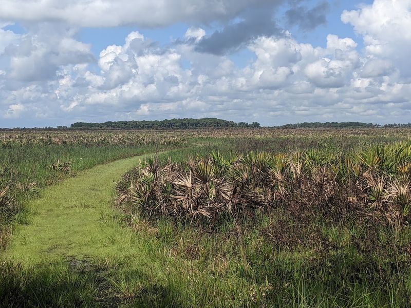 One Of Florida's Rarest Ecosystems Survives Here One Of Florida's Rarest Ecosystems Survives Here