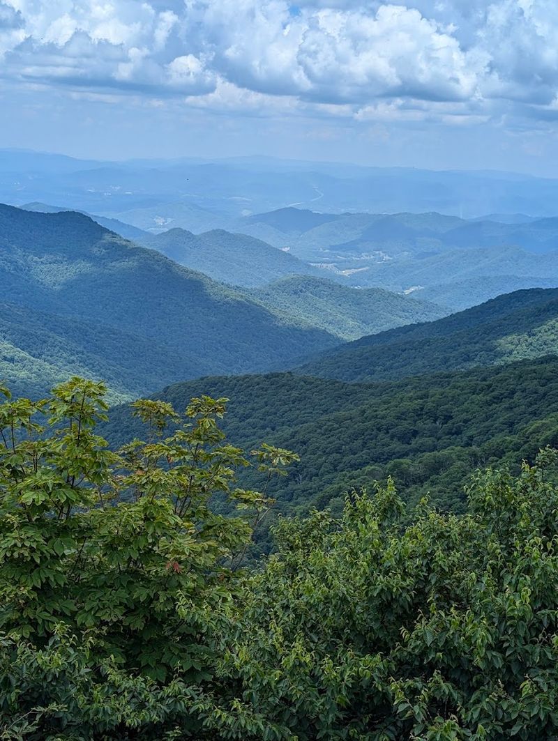 The Tree Tunnel That Started It All