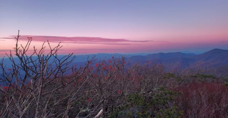 One Of North Carolina’s Most Magical Drives Winds Through A Stunning Tree Tunnel