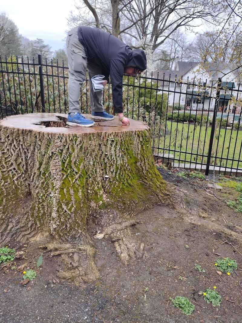 One Of The Largest Maple Trees You Will Ever See