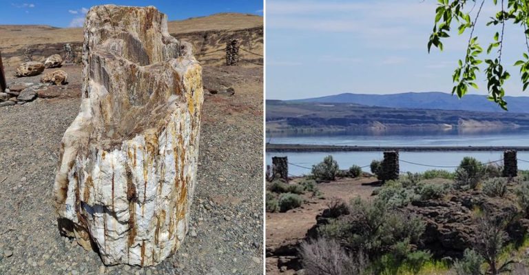 One Of The World’s Most Impressive Petrified Forests Is Right Here In Washington