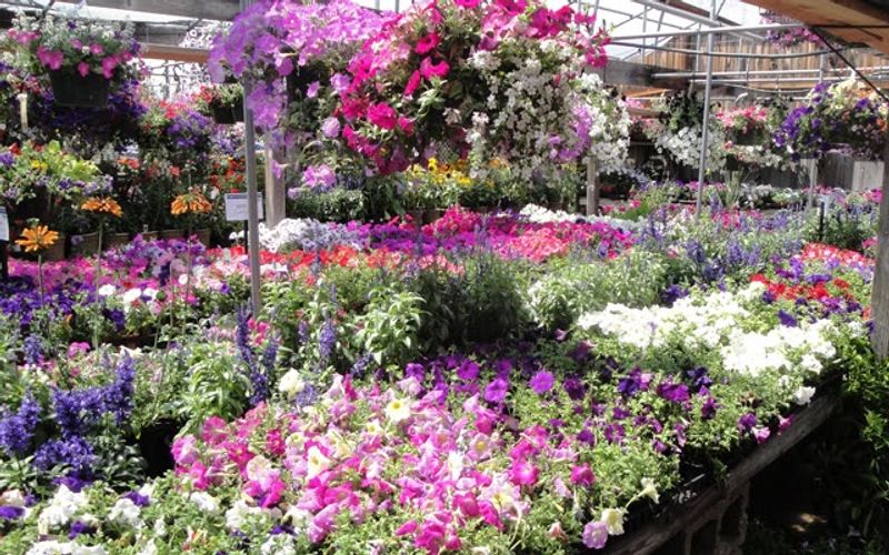 One Plant Trip, Several Ways To Enjoy It One Plant Trip, Several Ways To Enjoy It