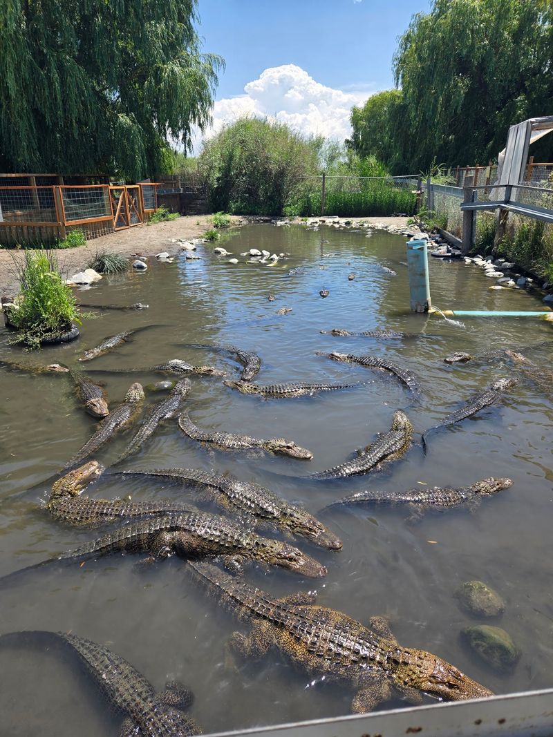 One Reptile Visit Can Suit Different Traveling Styles