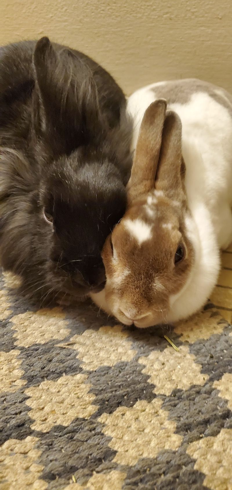 One Woman, Nine Bunnies, And A Very Big Idea