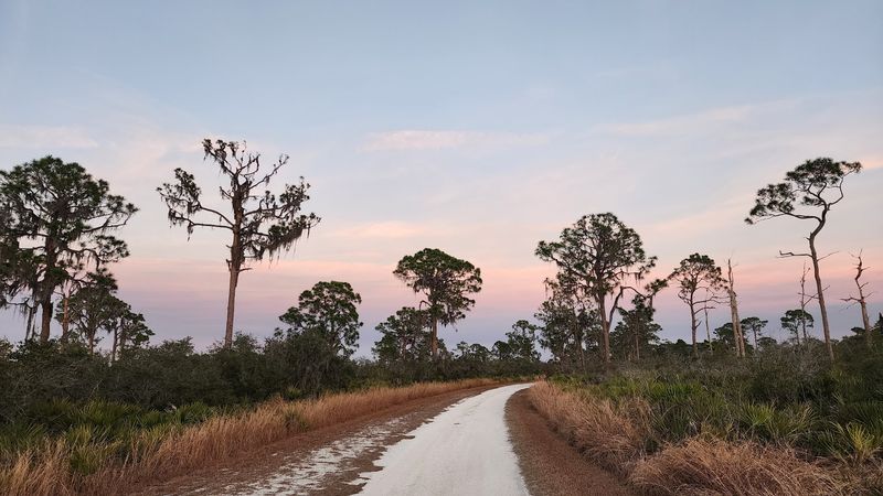 Only Two Dollars To Step Into Real Florida Scrub Only Two Dollars To Step Into Real Florida Scrub