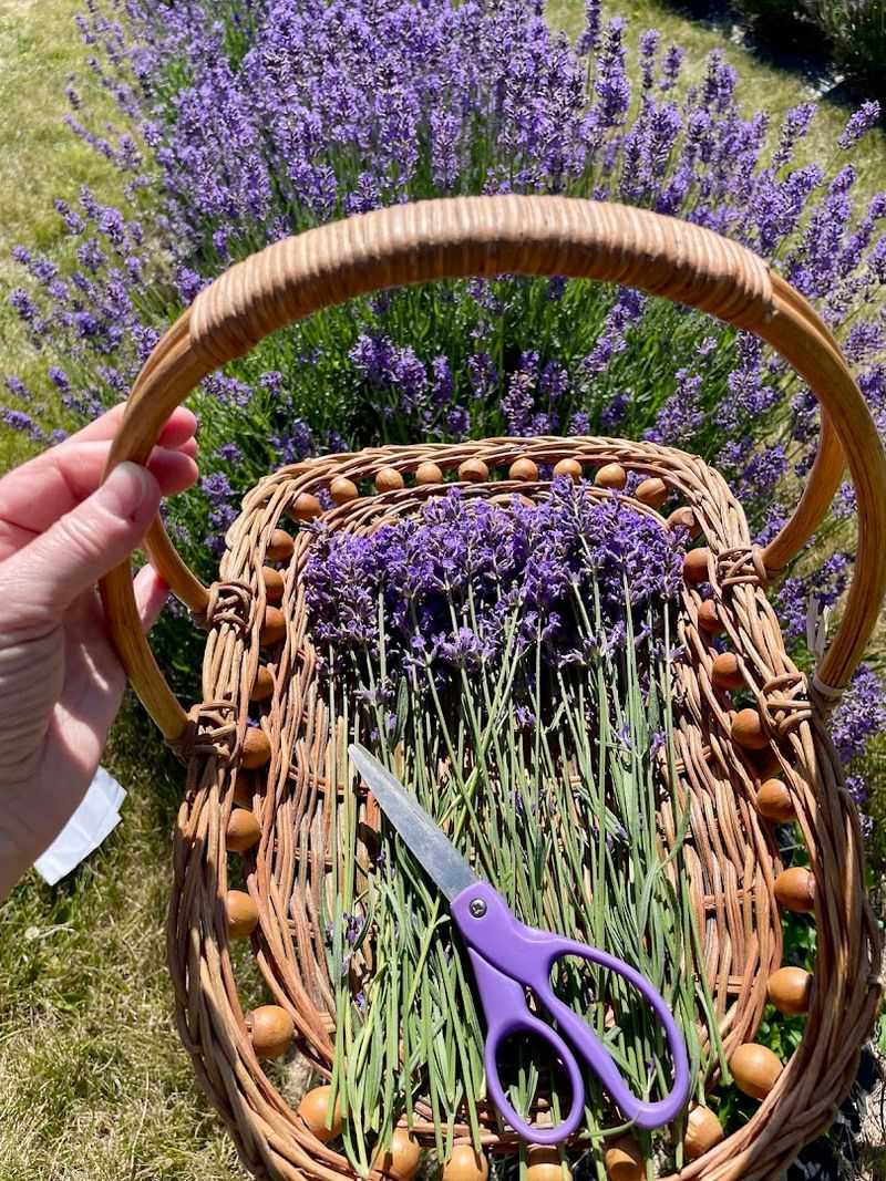 You Can Actually Pick Your Own Lavender