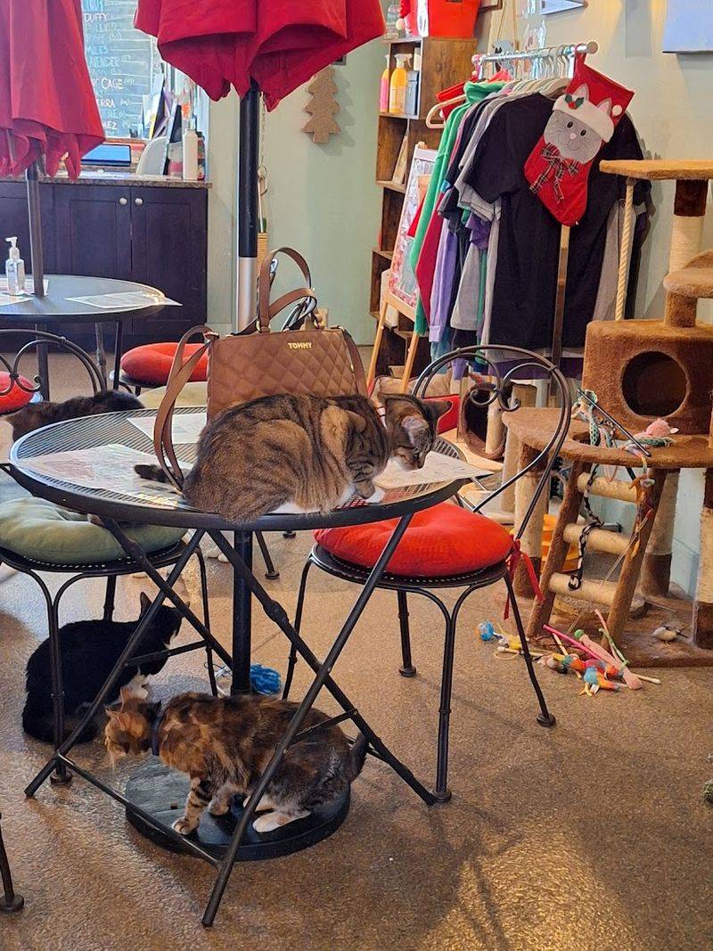 A Gift Shop And Extra Touches Make It More Than Just A Cat Room