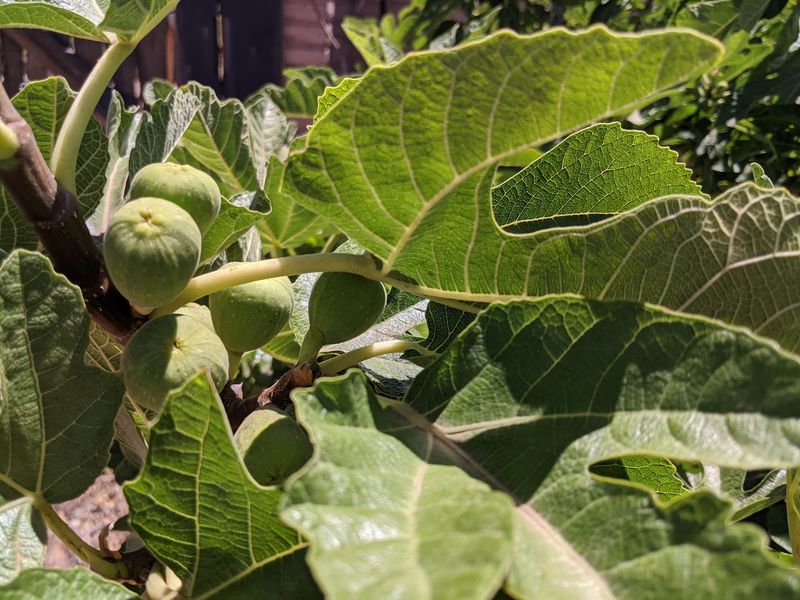 Orange, Fig, And Mulberry Trees Steal The Show