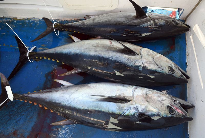 Atlantic Bluefin Tuna: Endangered Delicacy
