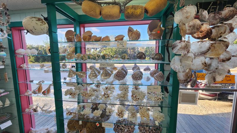 Orange Tags Identify Shells Unique To Sanibel Island