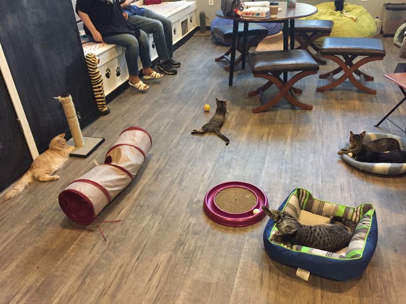 Know The Lounge Rules Before Playtime