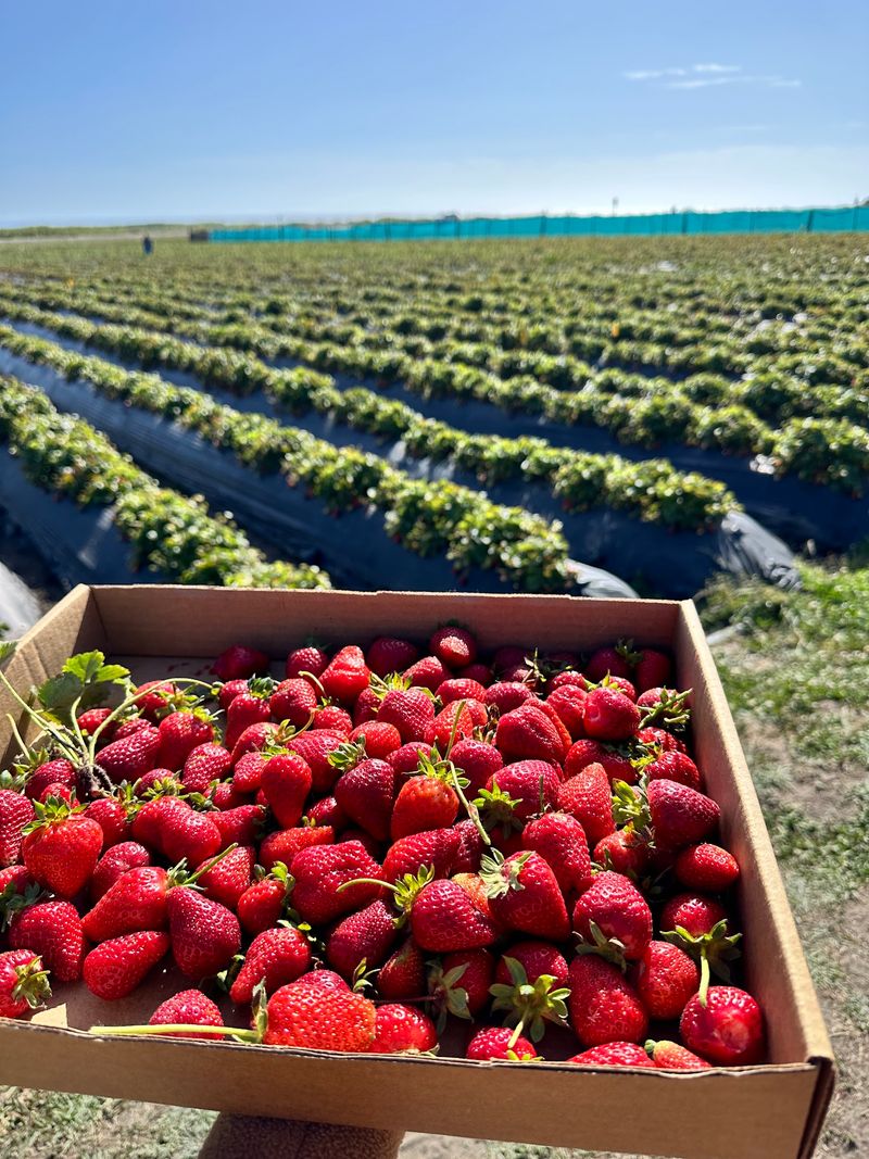 Everyone Knows Costco, But This Hidden California Farm Market Is Packed ...