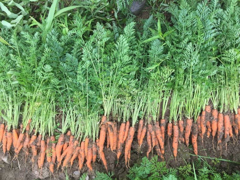 Organic Farming At Its Most Personal