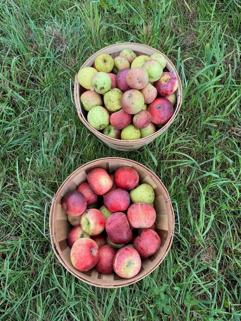 Organic Harvests At Earth First Farms