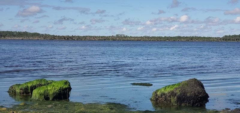 Ormond Scenic Loop and Trail: Oak Tunnels Worth Every Twist
