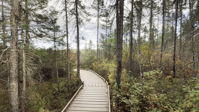 Orono Bog Boardwalk, Bangor
