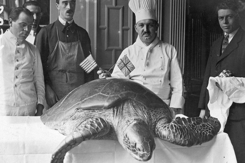 Sea Turtle Meat: The Endangered Delicacy