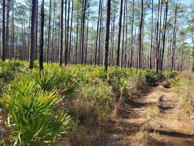 Osceola National Forest, Sanderson