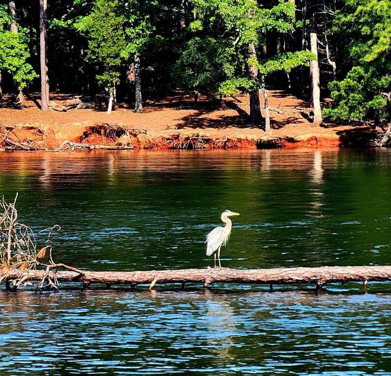 Osprey And Wildlife Are Competing With Jet Skis For Space