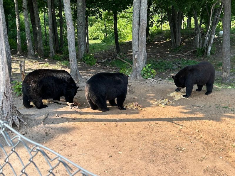 Oswald's Bear Ranch, Newberry