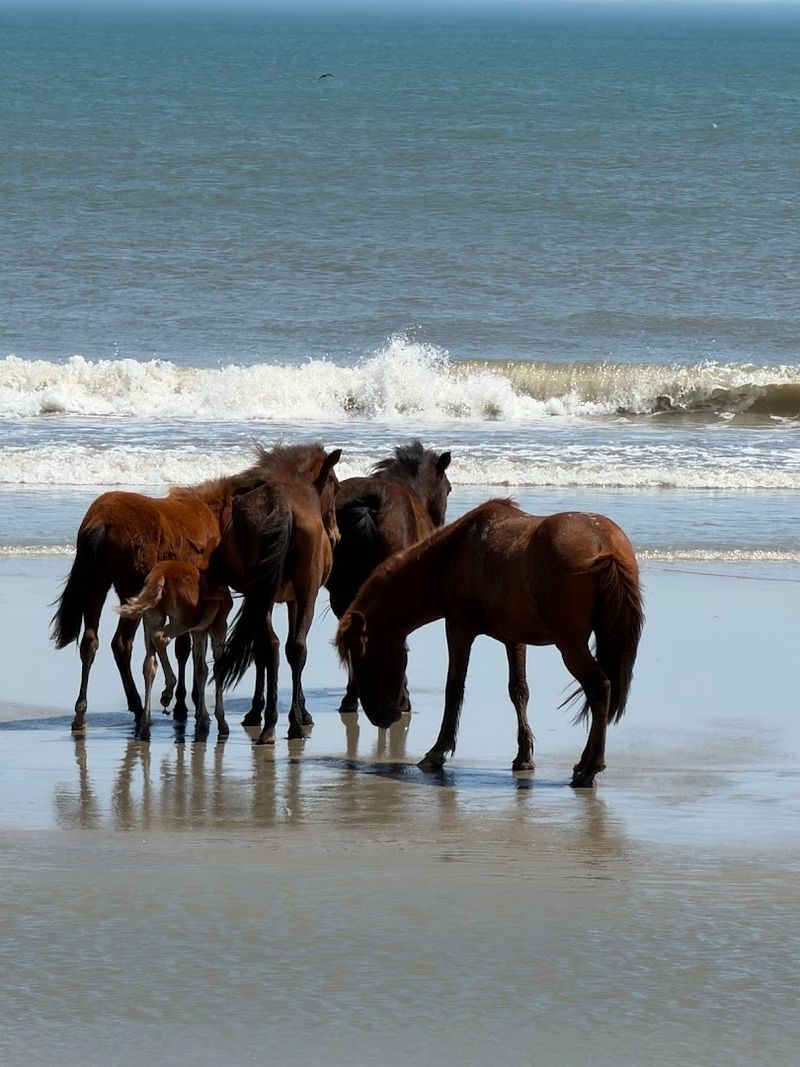 Other Wild Horse Herds Worth Knowing About In North Carolina