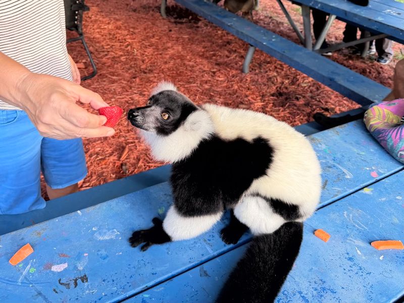 Mini Cow Picnics That Melt Even The Toughest Hearts