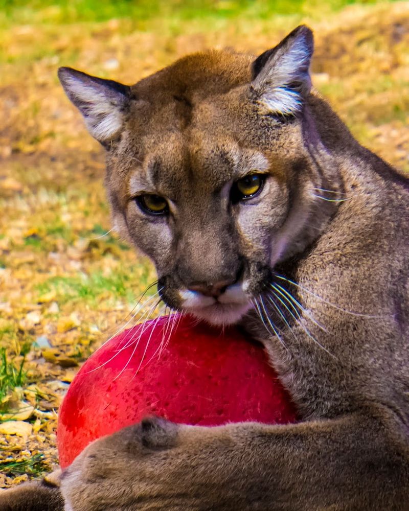 Heritage Park Zoological Sanctuary In Prescott Gives Rescued Animals A Second Chance