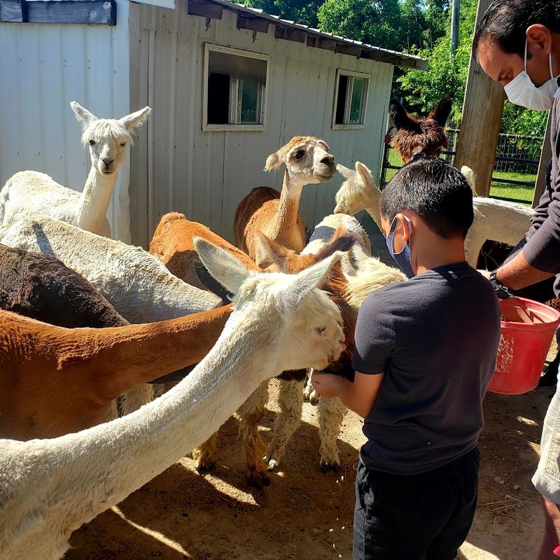 Montrose Farms Alpaca Ranch, Grass Lake