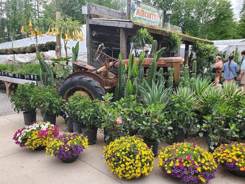 Outdoor Plants, Trees, And Garden Finds