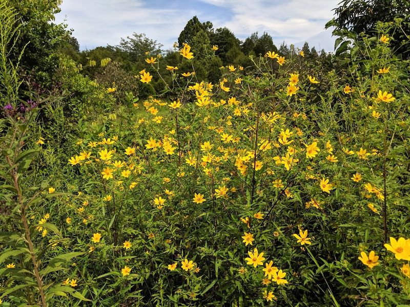 Colorful Wildflowers