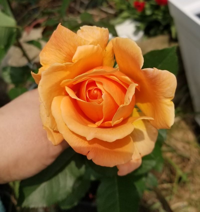 Over 100 Varieties Of Rose Bushes 