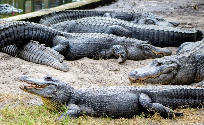 The Only Place on Earth With All Crocodilian Species