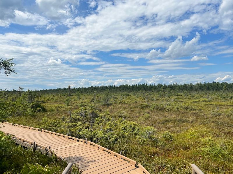 The Dramatic Landscape Shift 