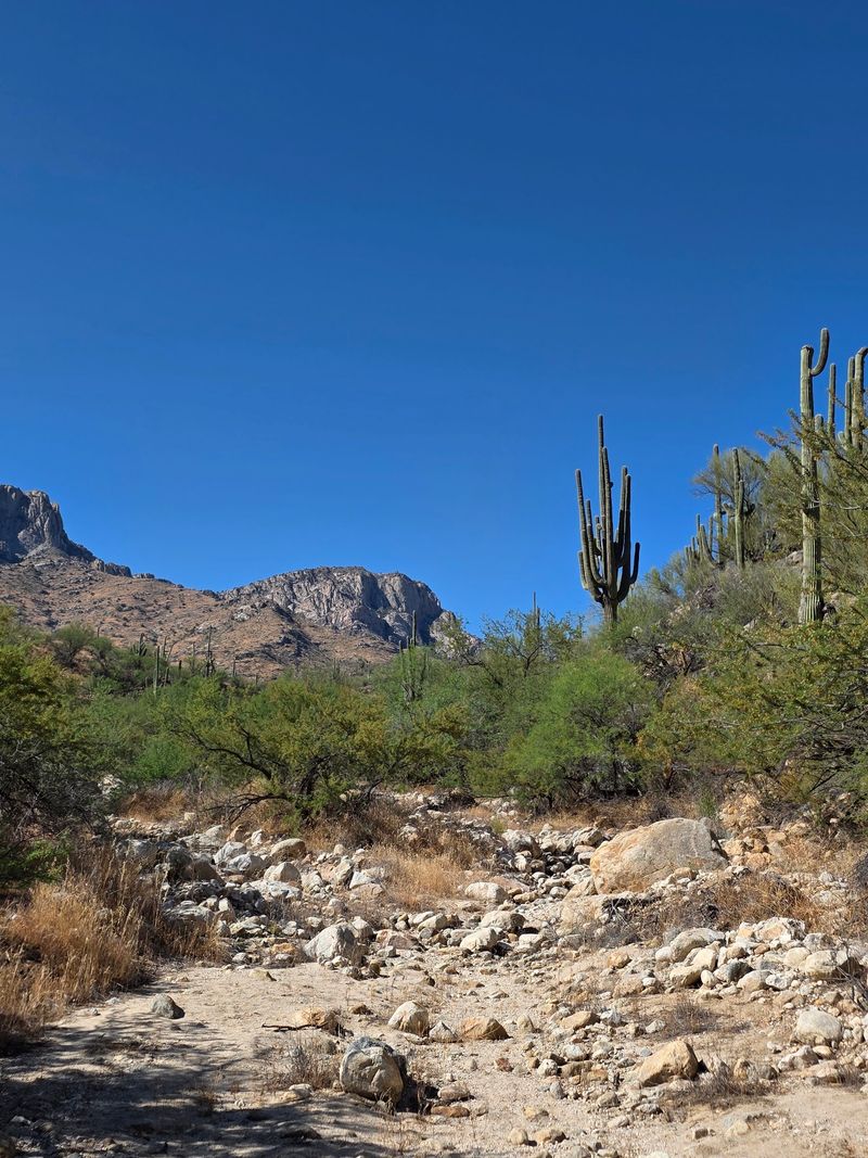 Over 15 Miles of Trails, Arizona Trail Included