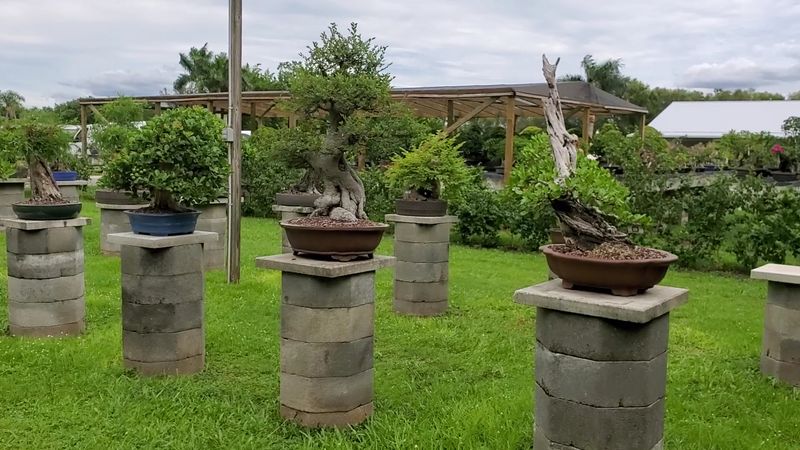 Over 150 Bonsai Trees Are Available To Explore On The Grounds Over 150 Bonsai Trees Are Available To Explore On The Grounds